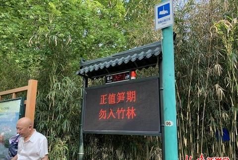 北京紫竹院公园竹笋冒尖 引来馋嘴“盗笋客”