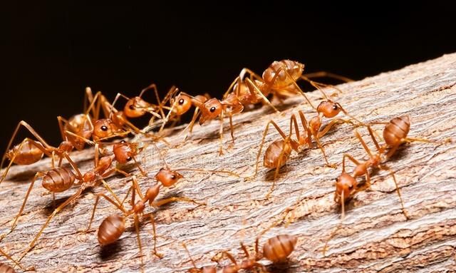 蚂蚁是如何认识路的？探究蚂蚁的信息素和集体智慧