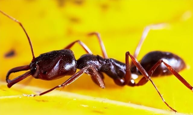 蚂蚁是如何认识路的？探究蚂蚁的信息素和集体智慧