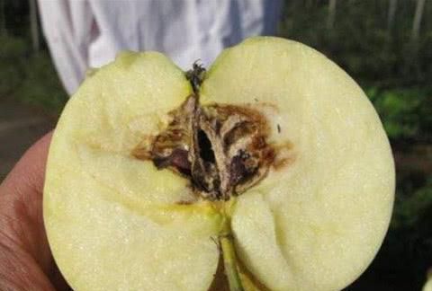 网友：买的桃子桃核坏了，还能吃吗？十年桃树专家告诉你答案！