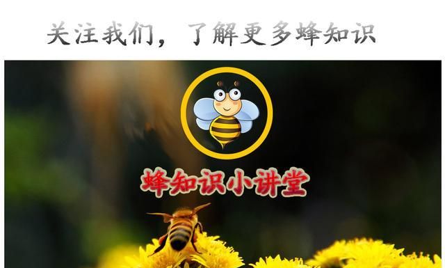 为什么蜂蜜中有杂质？