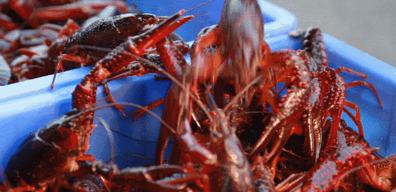 又到吃小龙虾的季节了，教你一招肉质紧实Q弹，做法还简单。