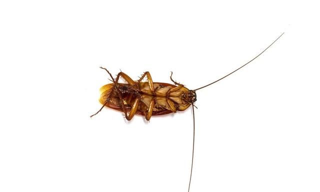 南方的蟑螂有多可怕，交配一次终生繁衍，在人睡觉时钻入耳洞