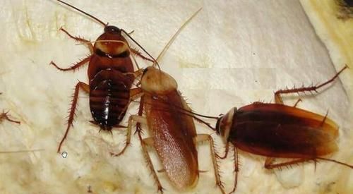 南方的蟑螂有多可怕，交配一次终生繁衍，在人睡觉时钻入耳洞
