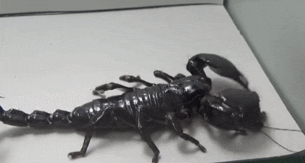 为什么会有蟑螂这种反人类的动物出现？