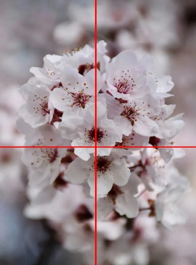学会这份樱花拍摄技巧，你也能拍好樱花