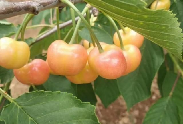大连最好吃的樱桃品种，红灯倒数第一，美早排第四，建议了解
