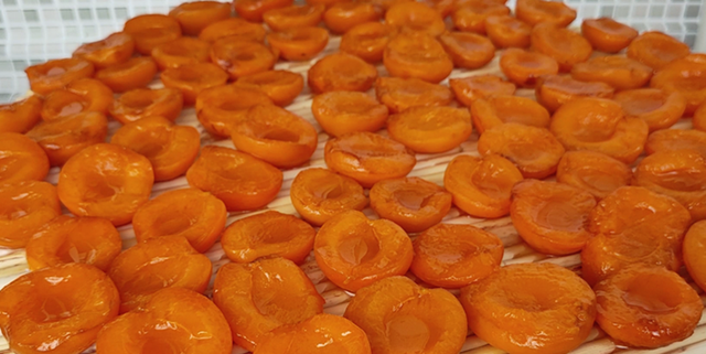 杏子果肉营养丰富，但是不能多吃，教你制作杏干，酸酸甜甜易保存