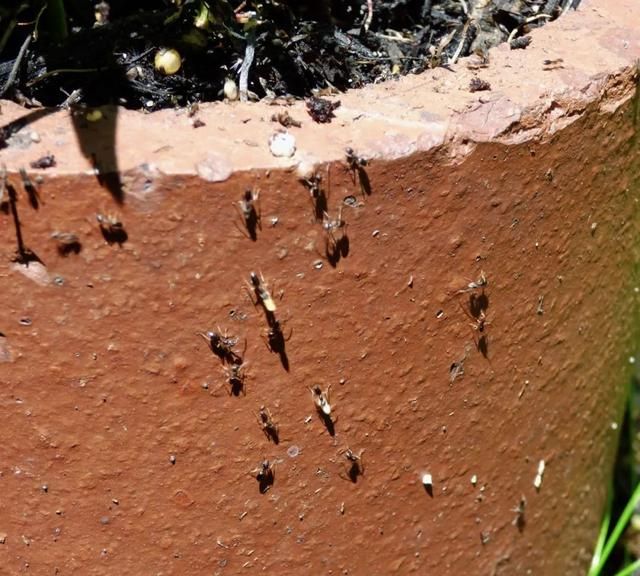 在家养花被蚂蚁祸害得很惨，看看它们都做了什么？有啥方法可解决