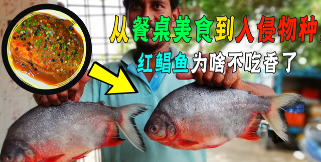 红鲳鱼名声是如何臭的？吃它的人为什么越来越少？还叫它垃圾鱼！