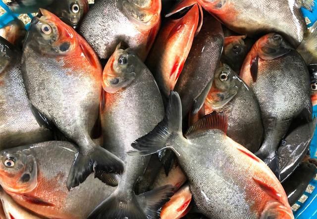 红鲳鱼名声是如何臭的？吃它的人为什么越来越少？还叫它垃圾鱼！