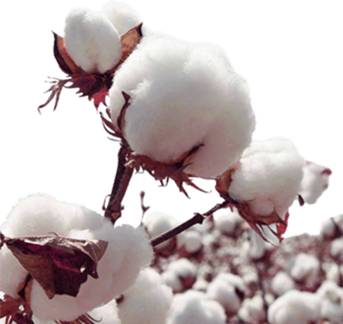 永葆青春的天然纤维，棉纤维和纯棉有区别吗？