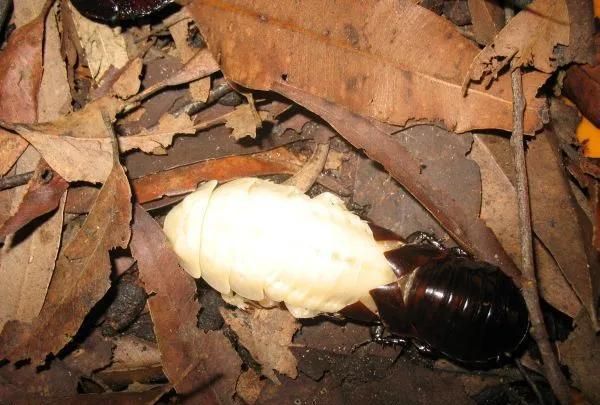 最大的蟑螂不视为害虫，反被人们当宠物
