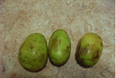 家中土豆经常变绿，变绿土豆毒性大，这样的土豆不要吃