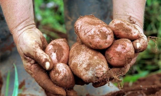 家中土豆经常变绿，变绿土豆毒性大，这样的土豆不要吃
