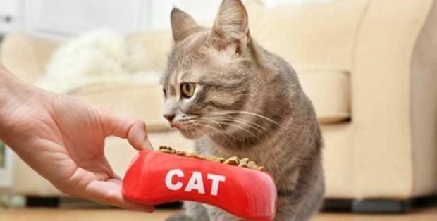 新手养猫：猫咪什么东西不能吃？还有什么需要注意的？