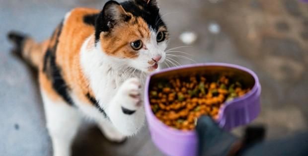 新手养猫：猫咪什么东西不能吃？还有什么需要注意的？