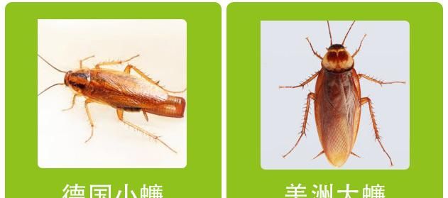 常见蟑螂有哪些？怎么消灭蟑螂？