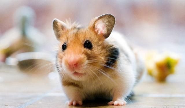 粘鼠板的目标是老鼠，那黏在地板上的粘鼠板胶该怎么处理呢？