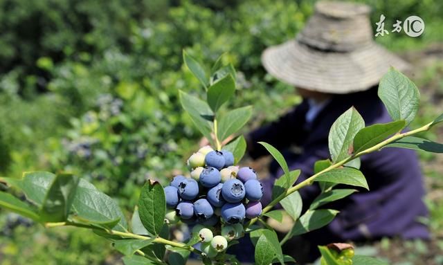 蓝莓怎样才能保鲜得更长久？