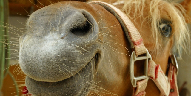 马肉什么味？全球每年470万匹马被宰，为何我国很少有人吃马肉？