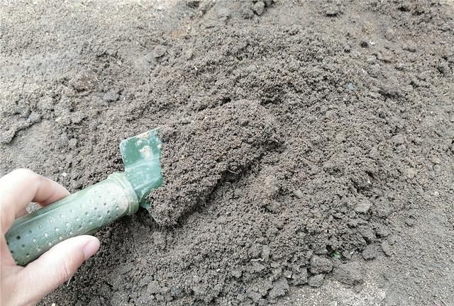 土壤不太适合种四季菜？可改善！多利用肥渣、腐叶土等，讲究轮作