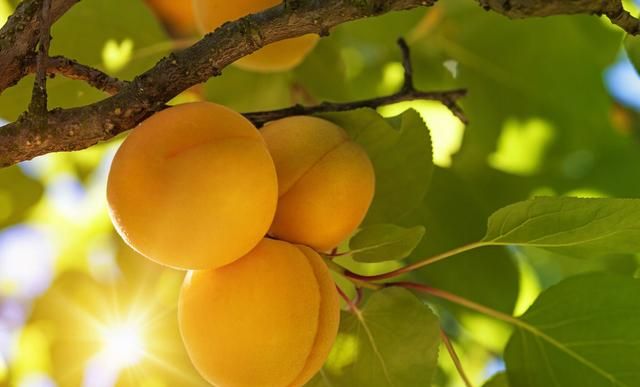杏树结的杏子吃不完？试试这些保存方法！
