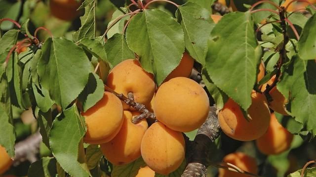 杏树结的杏子吃不完？试试这些保存方法！