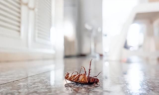 家里出现蟑螂预示什么？怎样找到蟑螂的窝？除蟑螂的小偏方介绍