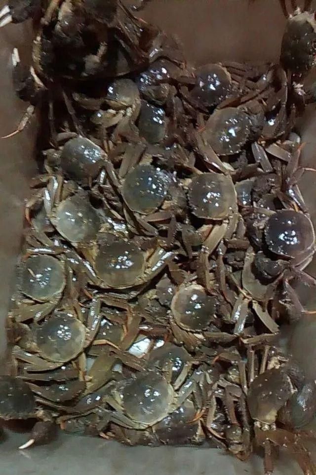 湖蟹和塘蟹有什么区别？关于螃蟹，你想知道的都在这