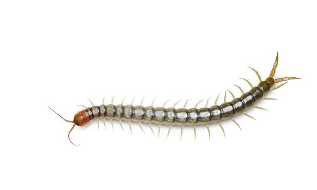 常常在家里出现的“可怕”多腿虫子，其实是益虫