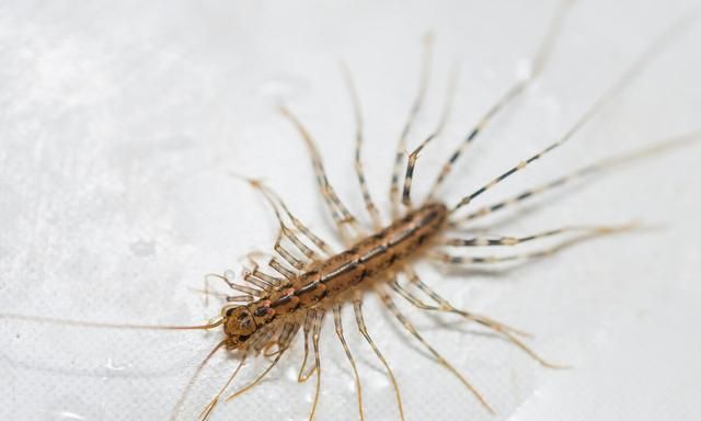 常常在家里出现的“可怕”多腿虫子，其实是益虫