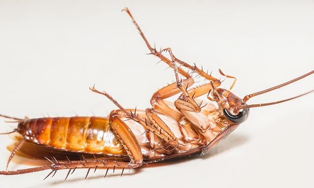 蟑螂为什么喜欢在家里出没，如何才能快速消灭它们？