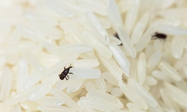 夏天存储大米，粮店老板教你1个妙招，大米不易生“米虫”，简单