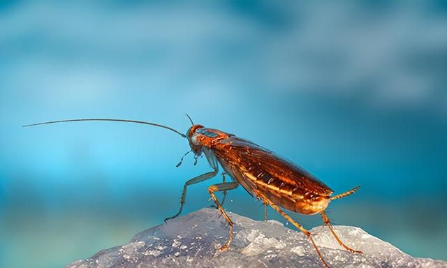 有害生物防制：厨房出现很多蟑螂该怎么办？