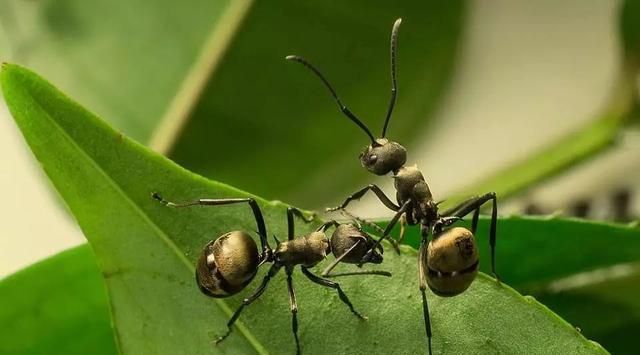 当兰花遭遇聚众闹腾的蚂蚁，试试这神奇的无公害驱除妙法！