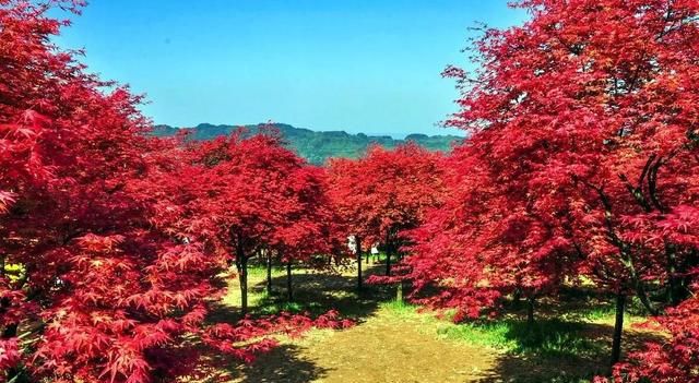 鸡爪槭～叶形美观，秋后转为鲜红色，色艳如花，灿烂如霞。