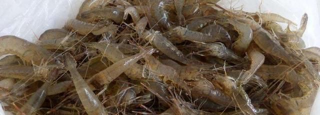 河虾的种类有哪些？种类繁多且广泛分布 看看你认识几种