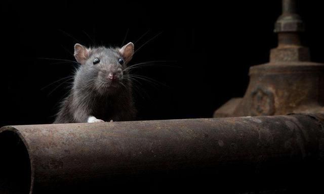 家里的老鼠可是大问题，看着撵出去错不了，不然食物都遭殃