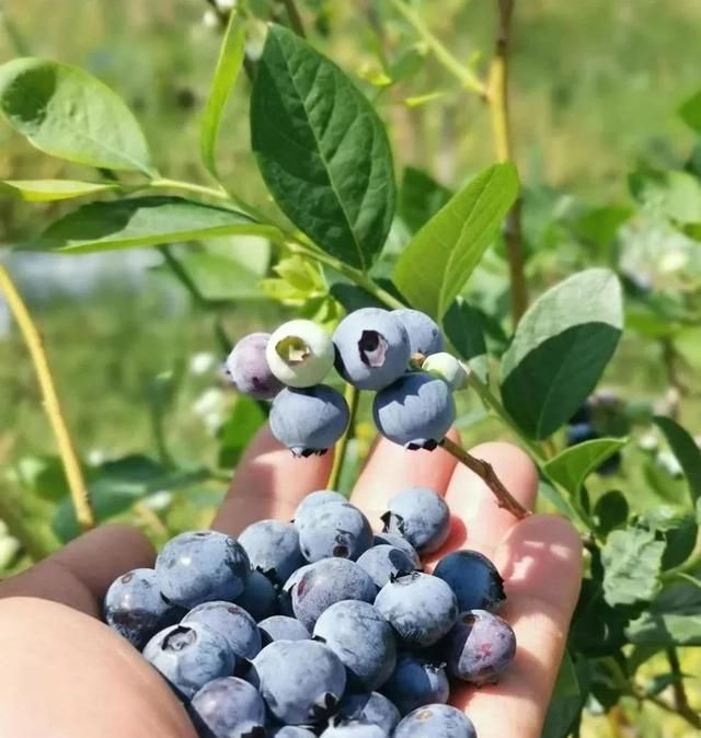 中国蓝莓主要产地分布及品种介绍