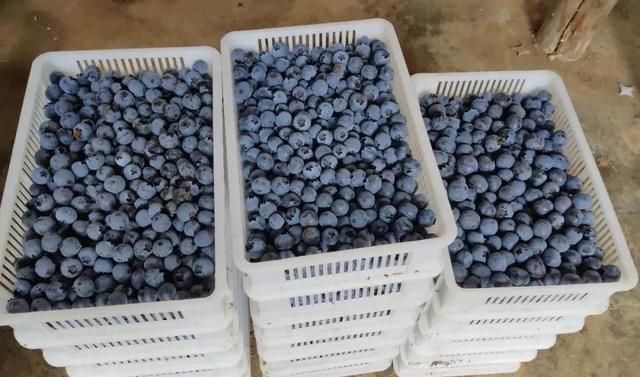 中国蓝莓主要产地分布及品种介绍