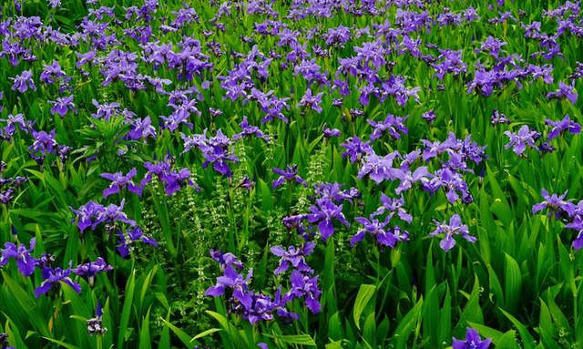马兰花-开放在六月的草原，美丽芬芳，马兰花在园林中的主要用途