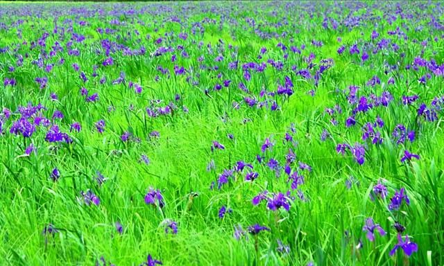 马兰花-开放在六月的草原，美丽芬芳，马兰花在园林中的主要用途