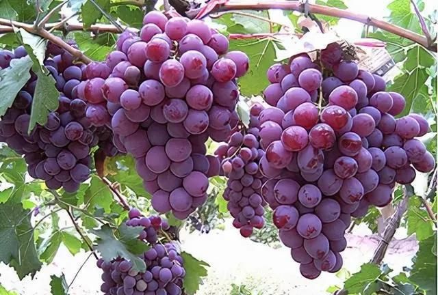 葡萄是怎么酿成红酒的，工序需要几步