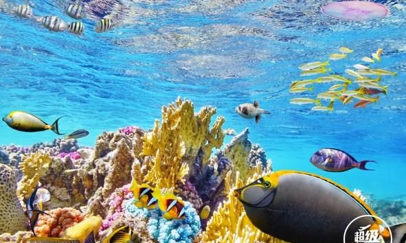 澳大利亚的大堡礁有什么特别之处图1