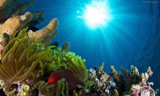 澳大利亚的大堡礁有什么特别之处图2
