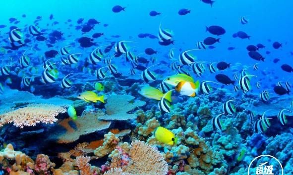 澳大利亚的大堡礁有什么特别之处图5