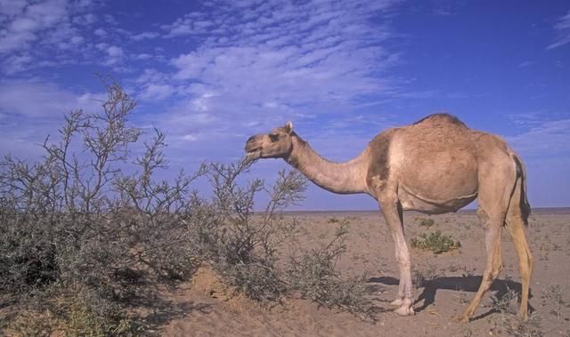 为什么骆驼背上有驼峰,埃及骆驼是单峰还是双峰图2