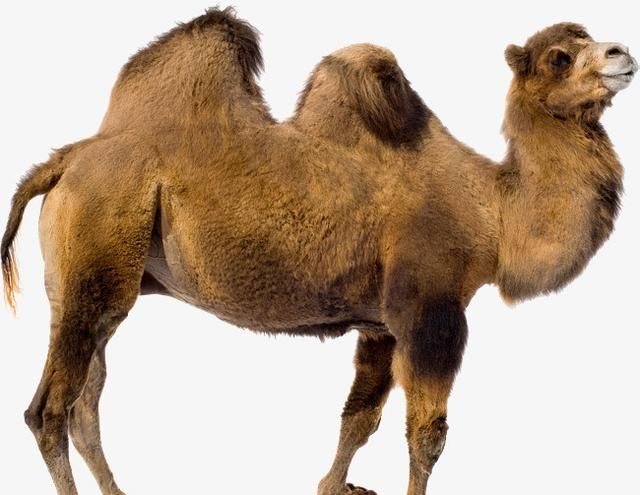 为什么骆驼背上有驼峰,埃及骆驼是单峰还是双峰图3
