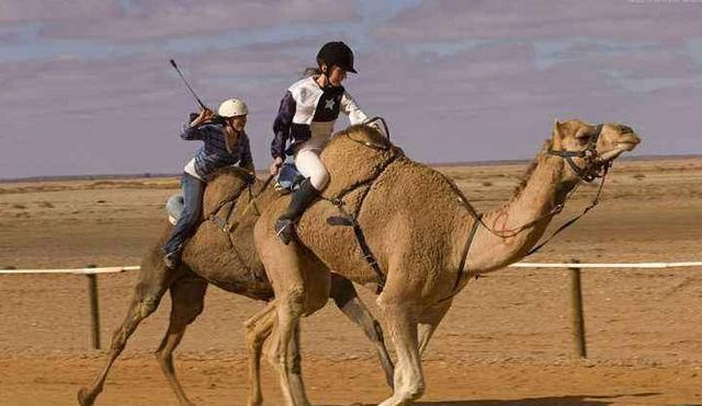 为什么骆驼背上有驼峰,埃及骆驼是单峰还是双峰图4
